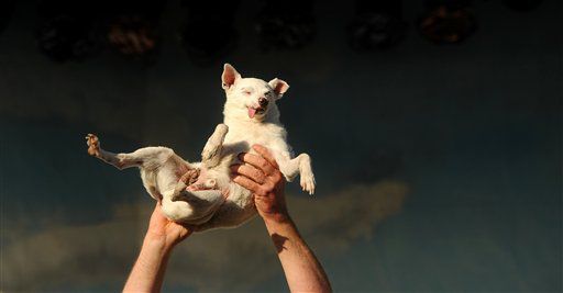 2011 contestant: Ratdog